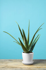 Green aloe vera in pot on wooden table against light blue background