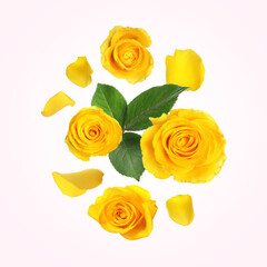 Beautiful yellow roses and green leaves in air on light background