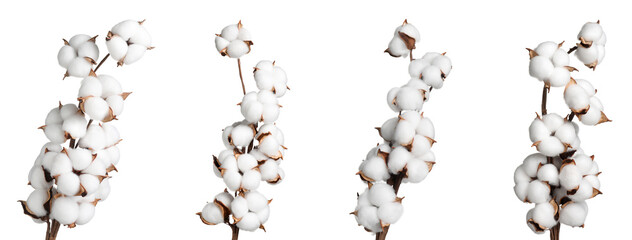 Dried cotton branches with fluffy flowers isolated on white, set