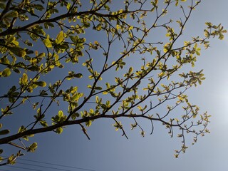 branches against sky