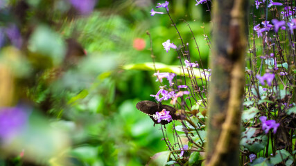 Beautiful garden with purple flowers and butterfly. Nature beauty background concept.