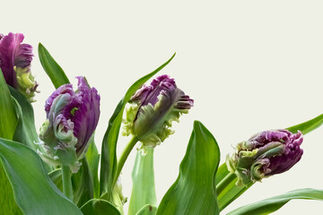 Dutch Parrot tulips, isolated on white background