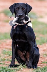 Black Labrador Retriever 