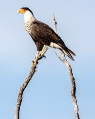 Crested Caracara