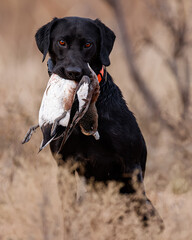 black labrador retreiver
