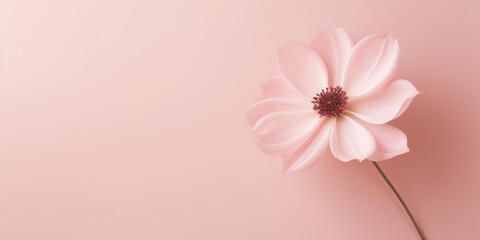 contemporary minimalist of a light pink beautiful flower, soft pastel colors, neutral light background
