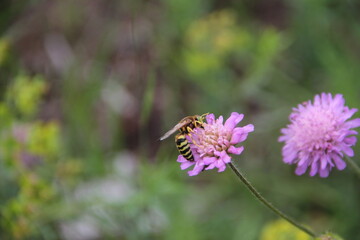 Bembex rostratus sand wasp on purple flower. Close-up photo.