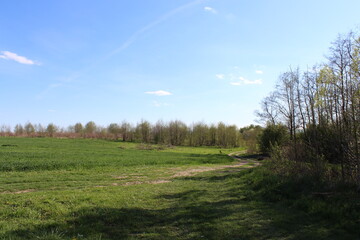 landscape with trees and blue sky