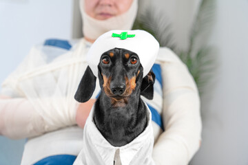Dachshund doctor in suit sits against sick patient with lots of bandages. Domestic dog imagines working in private hospital taking care of people
