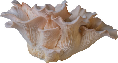 isolated oyster mushroom cutout on transparent background.