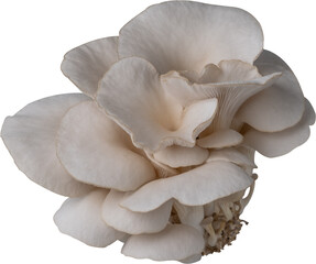 isolated oyster mushroom cutout on transparent background.