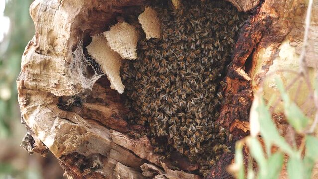 bee hive in a red gum tree hollow on a farm in australia. native bee hive with honey in a swarm