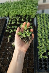 Closeup Hydroponic Plantation on farm, fresh vegetables in modern hydroponic farming