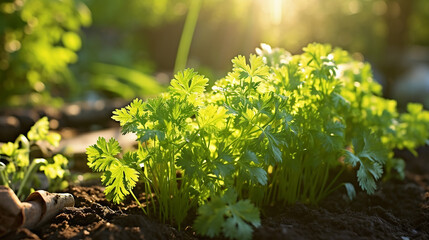 parsley plant spreads in a herb bed, refreshed by the crisp sunlight of a spring dawn - obrazy, fototapety, plakaty