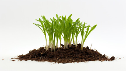 A sprout of chives in a mixture of compost and perlite, its slender leaves erect - obrazy, fototapety, plakaty