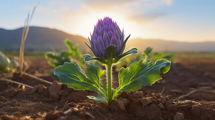A young artichoke flower prepares to bloom in a field, its purple hues accentuated - obrazy, fototapety, plakaty