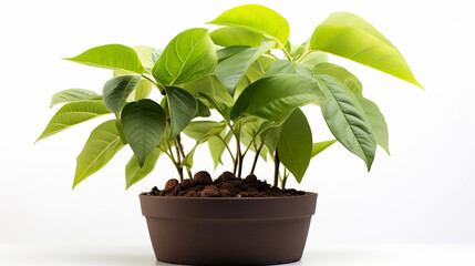 A young avocado tree in a pot of rich, loamy mix, its broad leaves promising growth