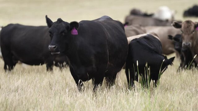 cows eating in a field on farmland on an agricultural farm in summer