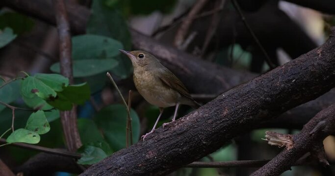 Seen just standing on a branch while it is windy in the forest, Siberian Blue Robin Larvivora cyane Female, Thailand