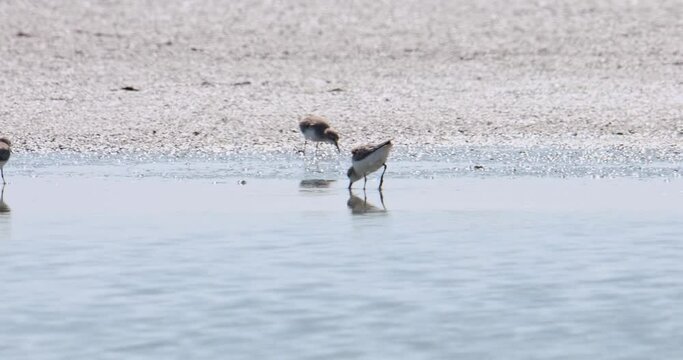 Flying to the right as the camera follows revealing tis landing and feeding, Spoon-billed Sandpiper Calidris pygmaea, Thailand