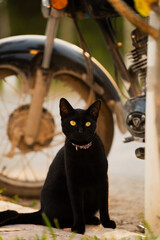 Portrait d'un chat noir devant une moto noir