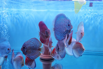 Beautiful discus fish in tank.
