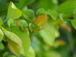 落葉樹　ボケの新葉