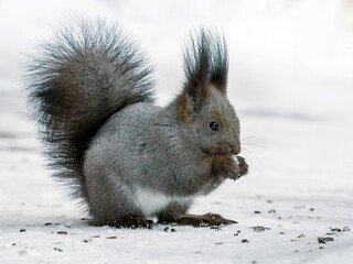 Squirrel is eating sunflower seeds on the snow in the winter forest.