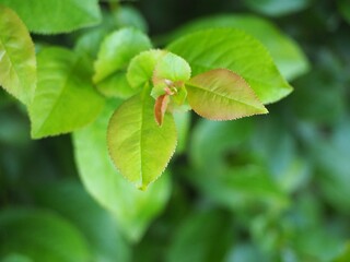 落葉樹　ボケの新葉