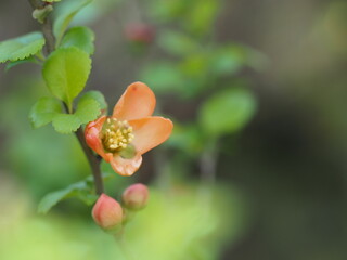 春の花　ボケの花