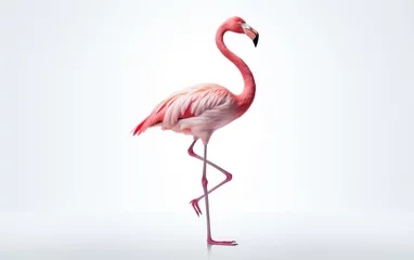 Fotobehang Long leg Flamingo isolated on white background. © Junaid
