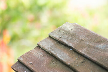 flower, nature, orange, plant, yellow, garden, leaf, rose, red, flora, blossom, bloom, summer, spring, macro, beauty, flowers, lily, closeup, color, isolated, petal, floral, pink, bright