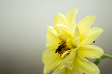 flower, nature, orange, plant, yellow, garden, leaf, rose, red, flora, blossom, bloom, summer, spring, macro, beauty, flowers, lily, closeup, color, isolated, petal, floral, pink, bright
