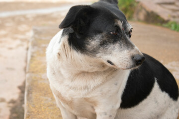 dog, animal, pet, puppy, cute, canine, mammal, portrait, domestic, breed, brown, white, pets, isolated, friend, pedigree, young, animals, looking, fur, adorable, small, purebred
