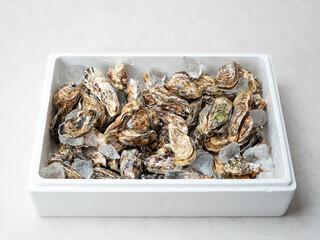 Fresh raw oysters in packaging containers