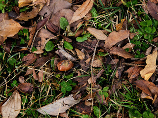 冬の公園の地面の落ち葉と野草の風景