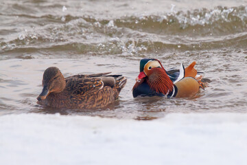 Male mandarin duck and a female mallard swimming together in an icy river, closeup of photo