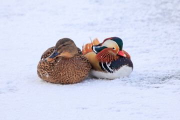 Mandarin duck sitting together with a mallard on snow