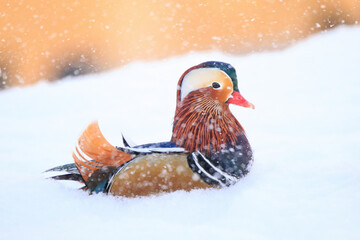Mandarin duck (Aix galericulata) in snow