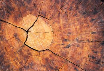 Old brown wood texture