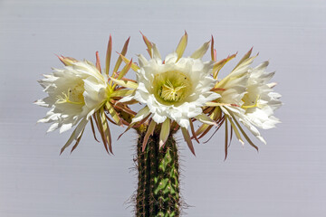 Cactus en flor - obrazy, fototapety, plakaty