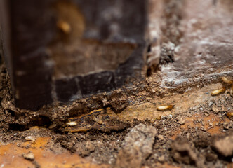 Fototapeta na wymiar Close up of Termites Eating wood, (Termite damage house)