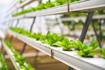 Closeup Hydroponic Plantation on farm, fresh vegetables in modern hydroponic farming