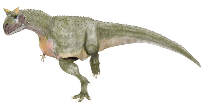 白亜紀後期の南半球における頂点捕食者、肉食恐竜カルノタウスルの雌雄の雄体として描いた。婚姻色として雌よりもやや体色に変化をつけた想像図。