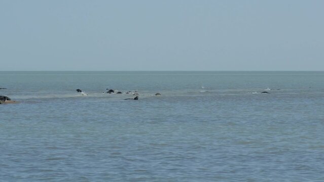 Caspian seal (Pusa Caspica) on the rookery in the Northern part of the Caspian sea
