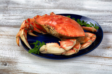 Close up side view of a single cooked large Dungeness crab and dark blue plate