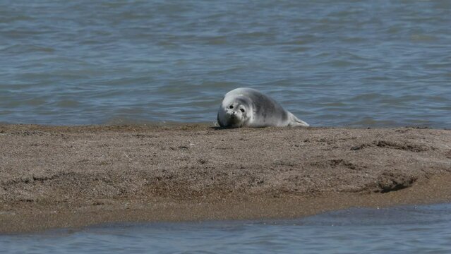 Caspian seal on the rookery in the Northern part of the Caspian sea