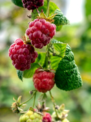 red sweet ripe raspberries on a branch in the garden