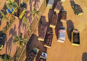 Aerial view of a row of trucks carrying palm oil queuing to load their goods into a processing factory in Central Kalimantan, Indonesia.