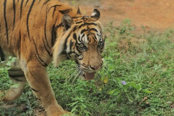 a sumtran tiger walks while looking around
